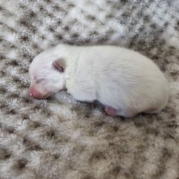 Boy 1 - Cream male Pomeranian puppy in Visalia, California from J-Pom Lee's