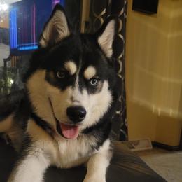 Cloud - Pomsky