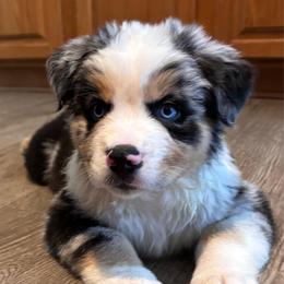 Boy 2 - Blue merle male Miniature Australian Shepherd puppy in Turner, Maine from Bear Pond Aussies / Leonbergers of Maine