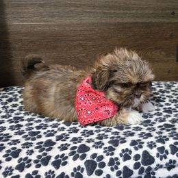 Boy 1 - Liver male Shih Tzu puppy in Meadows Of Dan, Virginia from Walt’s Shih Tzus