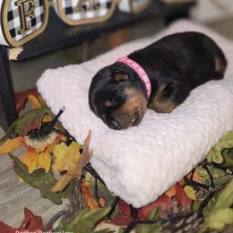 Pink - Black and tan female Rottweiler puppy in Muskegon, Michigan from Pearce Rottweilers