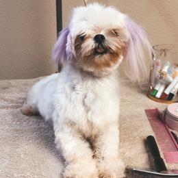 Peanut - Maltese
