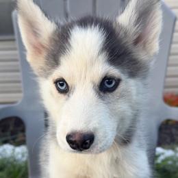 Knox - Black and white male Pomsky puppy in Harrodsburg, Kentucky from KY Pomsky Paws