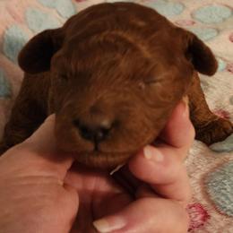 Hot Pink Girl - Red  female Goldendoodle puppy in Los Molinos Ca, California from Sunshine Sanctuary Doodles