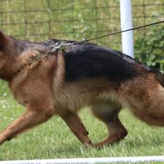 German Shepherds from Rachelle Salerno
