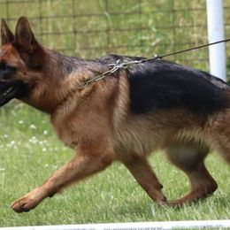 German Shepherds from Rachelle Salerno