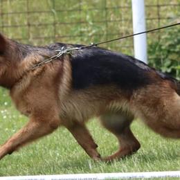 German Shepherds from Rachelle Salerno