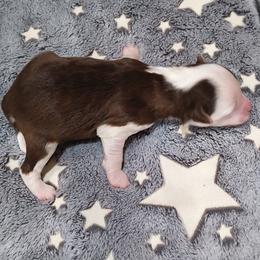 Mary - White and chocolate female Chinese Crested puppy in Frederick, Maryland from Lovable Cresteds