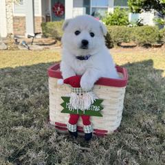 Peppermint - White female American Eskimo Dog puppy in Clermont, Florida from Shadow Kennels