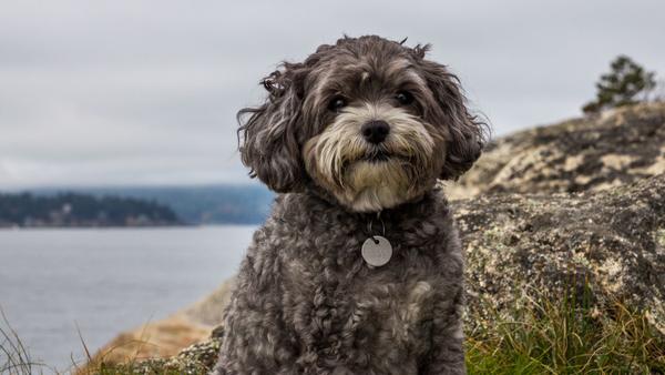 Find Maltipoo puppies for sale near Olympia, WA
