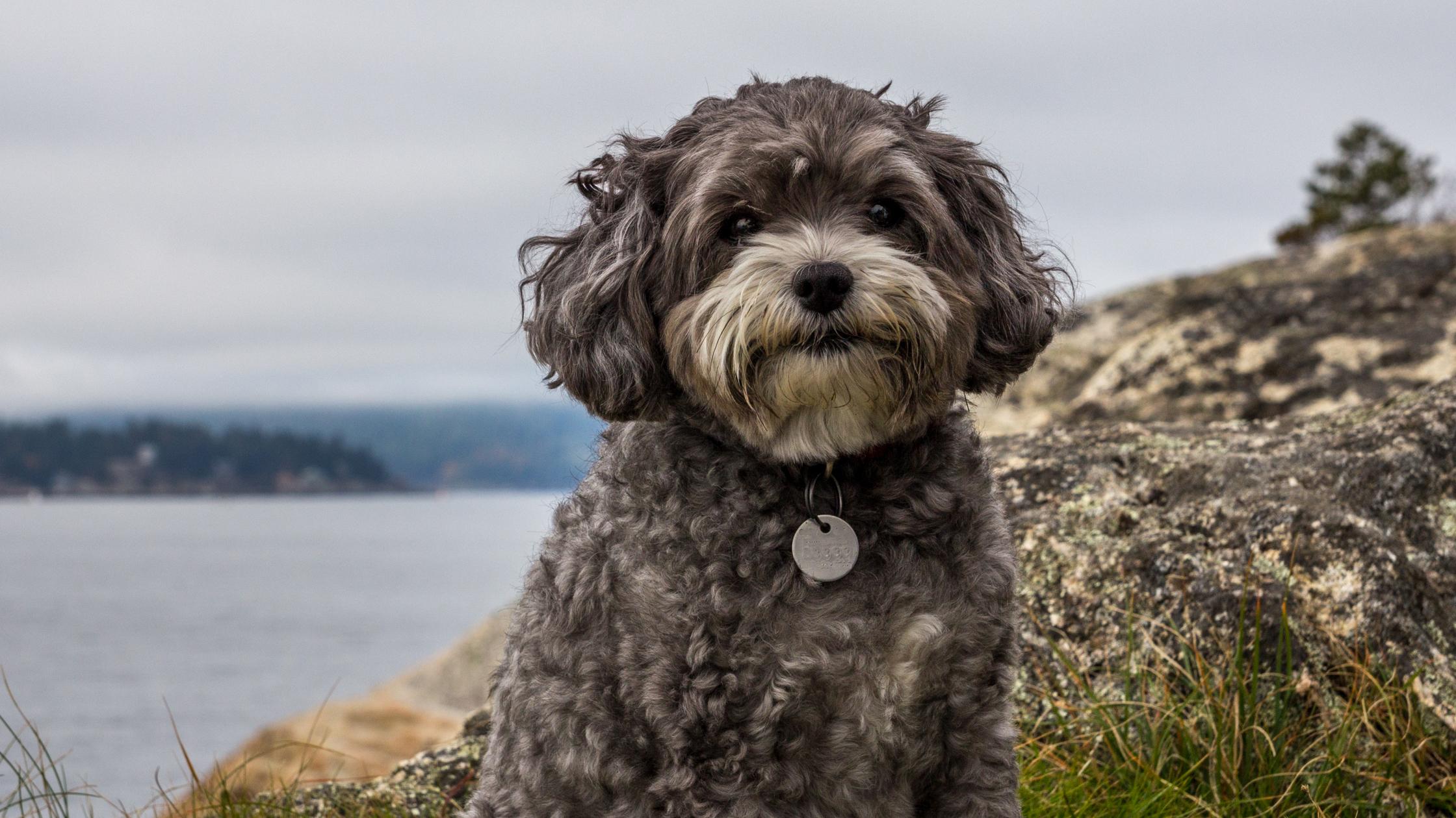 25 cute Maltipoo puppies for sale in Cincinnati, Ohio | Good Dog