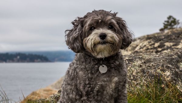 Find Maltipoo puppies for sale near Fair Oaks, VA