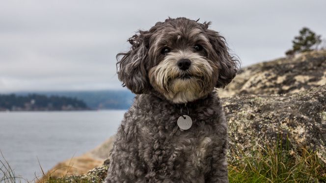 Maltipoo
