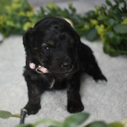 Tilly - Black phantom female Aussiedoodle puppy in Angola, Indiana from Classic City Doodles