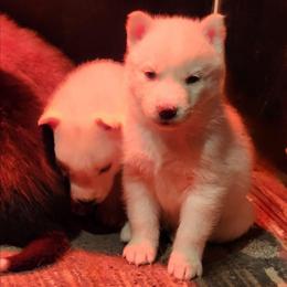 Inara - White female Siberian Husky puppy in Madison, Georgia from Thornbury Kennel