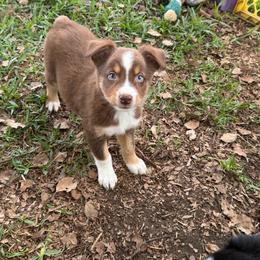 Girl 1 - Red tri-color female Australian Shepherd puppy in Lakeland, Florida from Infinite Aussies