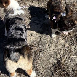 American Corgis from Southern Corgi Pack