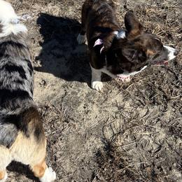 American Corgis from Southern Corgi Pack
