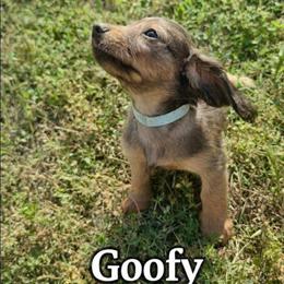 Goofy - Red male Dachshund puppy in Vacaville, California from SchmooterBabies