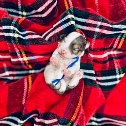 Dustin The Brain Henderson - Blue merle male Aussiedoodle puppy in Dunn, North Carolina from Sandy Creek Kennels