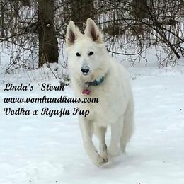 Berger Blanc Suisse and German Shepherd Puppies from Vom Hundhaus German Shepherds