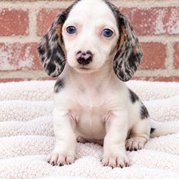 Theodore - Piebald male Dachshund puppy in Industry, Illinois from KDKs Kennels