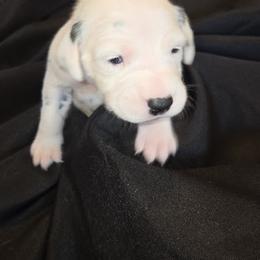 Girl 3 - female Dalmatian puppy in Spring Branch, Texas from D'vine Dalmatians