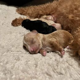 Poodle Puppies from Poodles on the Go