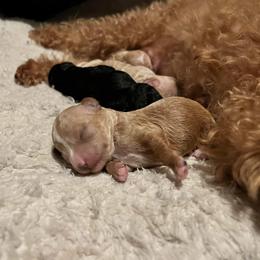 Poodle Puppies from Poodles on the Go
