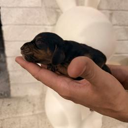 Shamus - Black and white male Basset Hound puppy in Lubbock, Texas from Hound House