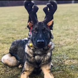 German Shepherd Puppies from vom Grenze Stadt German Shepherd Dogs