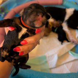 Tica - Tri-color female Cavapoo puppy in Sunnyvale, Texas from Sunnytown Farm Cavapoos