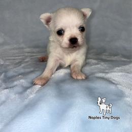 Cadbury 3500 - White male Chihuahua puppy in Naples, Florida from Naples Tiny Dogs
