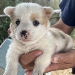 American Corgi puppies from Green Star Farm Corgis