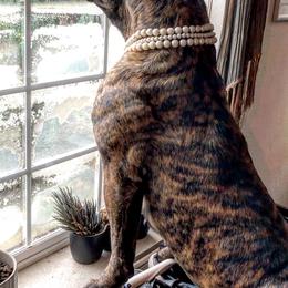Boerboel All Grown Up from Romboel farm dogs