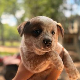 Stout  dark half mask male - Red speckled male Australian Cattle Dog puppy in Scurry, Texas from RedHorizon AKC Australian Cattle Dogs (Heelers)