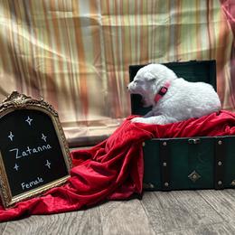 Zatanna - White female Berger Blanc Suisse puppy in West Alexandri, Ohio from Twisted Acres