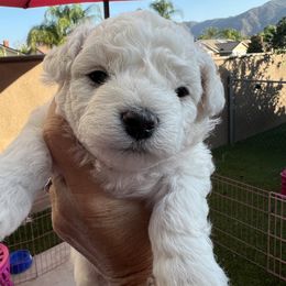 Bichon Frise and Poodle Puppies from Amber's Bichon Frise and Poodles