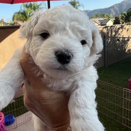 Bichon Frise and Poodle Puppies from Amber's Bichon Frise and Poodles