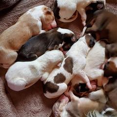 Borzoi Puppies from Agust Borzoi