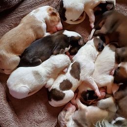 Borzoi Puppies from Agust Borzoi