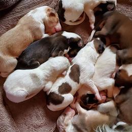 Borzoi Puppies from Agust Borzoi