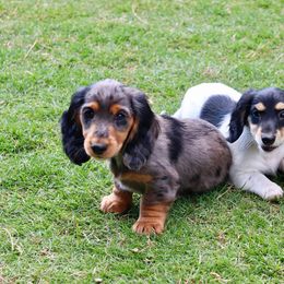 Dachshund Puppies from McLovin Doxies
