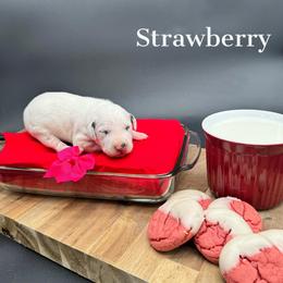 Dalmatian, Poodle, and Rhodesian Ridgeback Puppies from Ruffles, Ridges, & Spots!