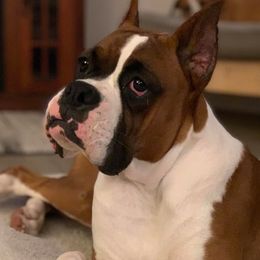 Stella - Boxer