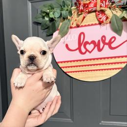 Dobby - Cream male French Bulldog puppy in Lakeland, Florida from Bulldog Chronicles