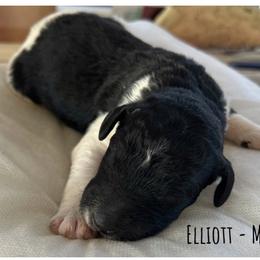 Elliott - Parti male Poodle puppy in Greenwich, New York from MizzElle’s Standard Poodles