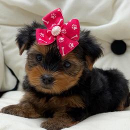 Chloe SMALL - Black and tan female Yorkshire Terrier puppy in Monticello, Iowa from Ashley’s Puppies
