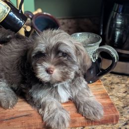 Espresso - Chocolate sable female Havanese puppy in Sebastian, Texas from Third Coast Havanese