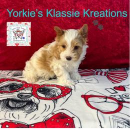 Kixx - Parti male Yorkshire Terrier puppy in Dierks, Arkansas from Yorkie’s Klassie Kreations